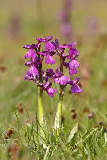 Images Dated 28th April 2011: Green-winged orchid or Green-veined orchid -Anacamptis morio, Orchis morio-, flowering