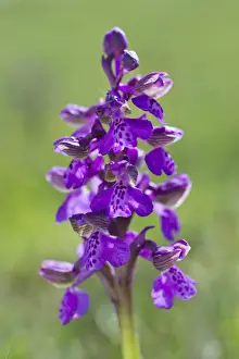 Burgenland Prints: Green-winged Orchid or Green-veined Orchid -Anacamptis morio