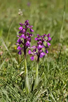Spermatophyta Prints: Green-winged orchid or Green-veined orchid -Anacamptis morio, Orchis morio-, flowering