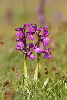 Prints of Green-winged orchid or Green-veined orchid -Anacamptis morio, Orchis morio-, flowering Friedhelm Adam Nature Photography Prints: Green-winged orchid or Green-veined orchid -Anacamptis morio, Orchis morio-, flowering