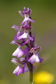 Prints of Green-winged orchid or Green-veined orchid -Anacamptis morio, Orchis morio-, inflorescence Friedhelm Adam Nature Photography Prints: Green-winged orchid or Green-veined orchid -Anacamptis morio, Orchis morio-, inflorescence