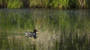 Images Dated 16th April 2016: Green-winged Teal (Anas crecca) drake, Baskett Slough National Wildlife Refuge, Oregon, USA