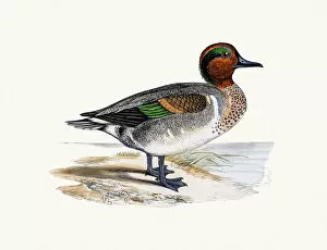 Turquoise Colored Collection: Green-winged Teal Duck Waterfowl bird