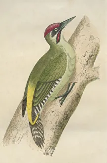 Images Dated 13th April 2010: Green Woodpecker