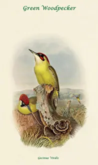 Beaks Prints: Green Woodpecker