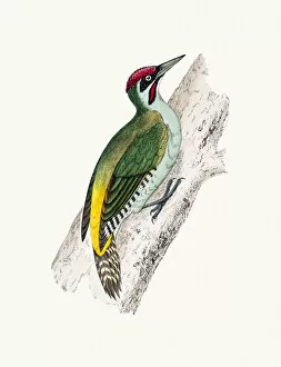 The History of British Birds by Morris Gallery: Green woodpecker bird