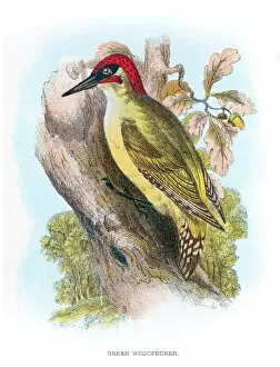 Woodpecker Gallery: Green woodpecker engraving 1896