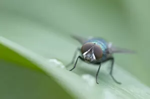 Images Dated 16th June 2011: Greenbottle fly -Lucilia sp.-, Haren, Emsland region, Lower Saxony, Germany, Europe