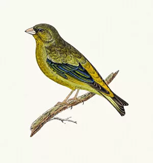 Paintings Gallery: Greenfinch bird