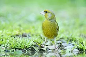 Images Dated 16th June 2013: Greenfinch -Carduelis chloris- on the pond shore, Rhodopes, Bulgaria