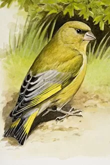 Greenfinch (Carduelis chloris), sitting on the ground, side view