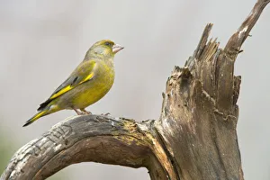 Songbird Gallery: Greenfinch -Chloris chloris-, Tyrol, Austria