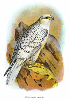 Hawk Bird Collection: Greenland falcon engraving 1896
