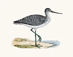 Snipe Prints: Greenshank