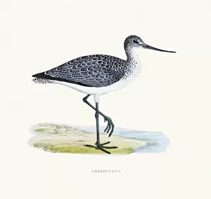 The History of British Birds by Morris Collection: Greenshank bird 19 century illustration
