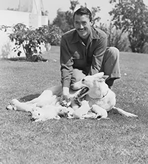 Mother Prints: Gregory Peck with His Dog Slip and Her New Pups