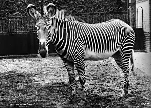 Zebra