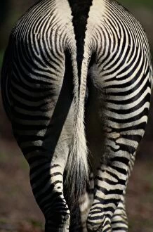 Tail Gallery: Grevys zebra (Equus grevyi), hindquarters