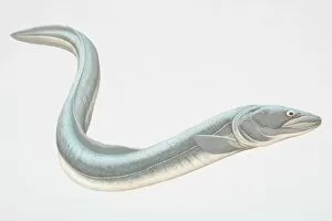 Marine Collection: Grey-blue Conger Eel (Conger sp.)