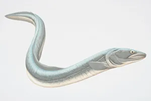 Swimming Gallery: Grey-blue Conger Eel (Conger sp.)