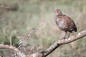 Mara Region Prints: Grey-breasted spurfowl or grey-breasted francolin (Francolinus rufopictus)