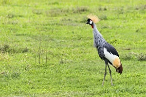 Images Dated 18th February 2014: Grey Crowned Crane -Balearica regulorum-, Ngorongoro, Tanzania