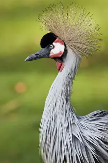 Crane Bird Prints: Grey Crowned Crane (Balearica regulorum)