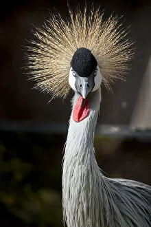 Images Dated 15th December 2016: Grey crowned crane (Balearica regulorum gibbericeps)