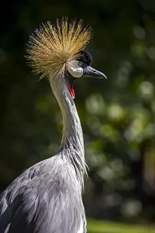 Mara Region Prints: Grey crowned crane (Balearica regulorum gibbericeps)