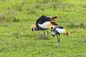 Images Dated 18th February 2014: Grey Crowned Cranes -Balearica regulorum-, Ngorongoro, Tanzania