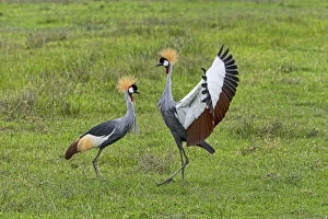 Images Dated 18th February 2014: Grey Crowned Cranes -Balearica regulorum-, Ngorongoro, Tanzania
