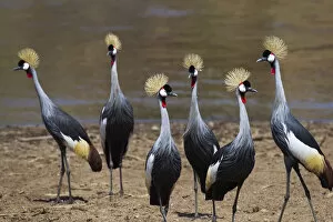 Images Dated 9th July 2015: Grey crowned-cranes on the bank of the Mara River