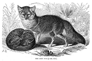 Grey fox engraving 1894
