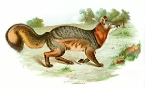 grey fox lithograph 1897