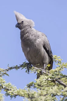 Images Dated 25th May 2012: Grey go-away-bird or Grey lourie -Corythaixoides concolor-, Etosha National Park, Namibia, Africa