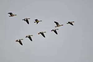 Murky Collection: Grey Goose (Anser anser) in flight formation