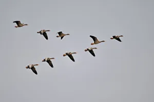 Murky Collection: Grey Goose (Anser anser) in flight formation