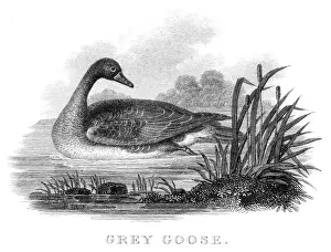 Goose Prints: Grey goose engraving 1812