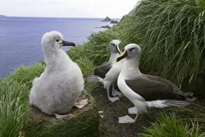Two grey-headed albatross (Thalassarche chrysostoma) and chick in nest