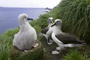 Young Bird Prints: Two grey-headed albatross (Thalassarche chrysostoma) and chick in nest