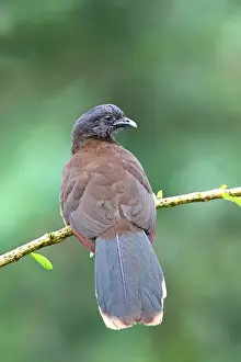 Grey-headed Chachalaca (Ortalis cinereiceps) adult