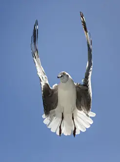 Open Space Prints: A grey headed gull Larus cirrocephalus hovering over potential food with wings in