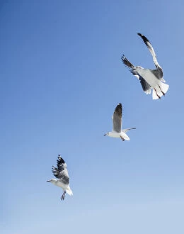 Images Dated 25th March 2017: Three grey headed gulls Larus cirrocephalus hovering over potential food at the