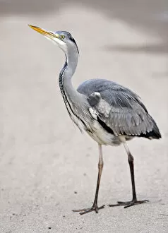 Images Dated 5th February 2010: Grey Heron -Ardea cinerea-