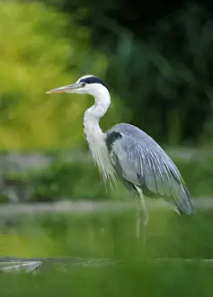 Ciconiiformes Prints: Grey Heron (Ardea cinerea)