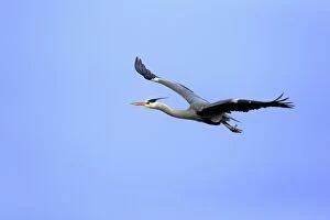 Images Dated 3rd March 2013: Grey Heron -Ardea cinerea-, adult in breeding plumage, flying, Baden-Wurttemberg, Germany
