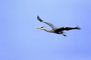 Grey Heron -Ardea cinerea-, adult in breeding plumage, flying, Baden-Wurttemberg, Germany