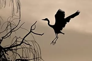 Hesse Gallery: Grey heron (Ardea cinerea) on approach to tree at dawn, Hesse, Germany