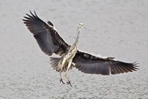 Images Dated 8th May 2013: Grey Heron -Ardea cinerea- approaching to land, North Hesse, Hesse, Germany