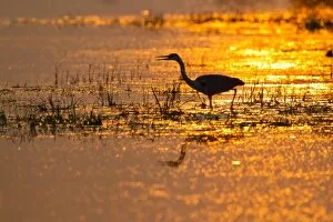 Grey Heron -Ardea cinerea- backlit by the setting sun, Lower Saxony, Germany